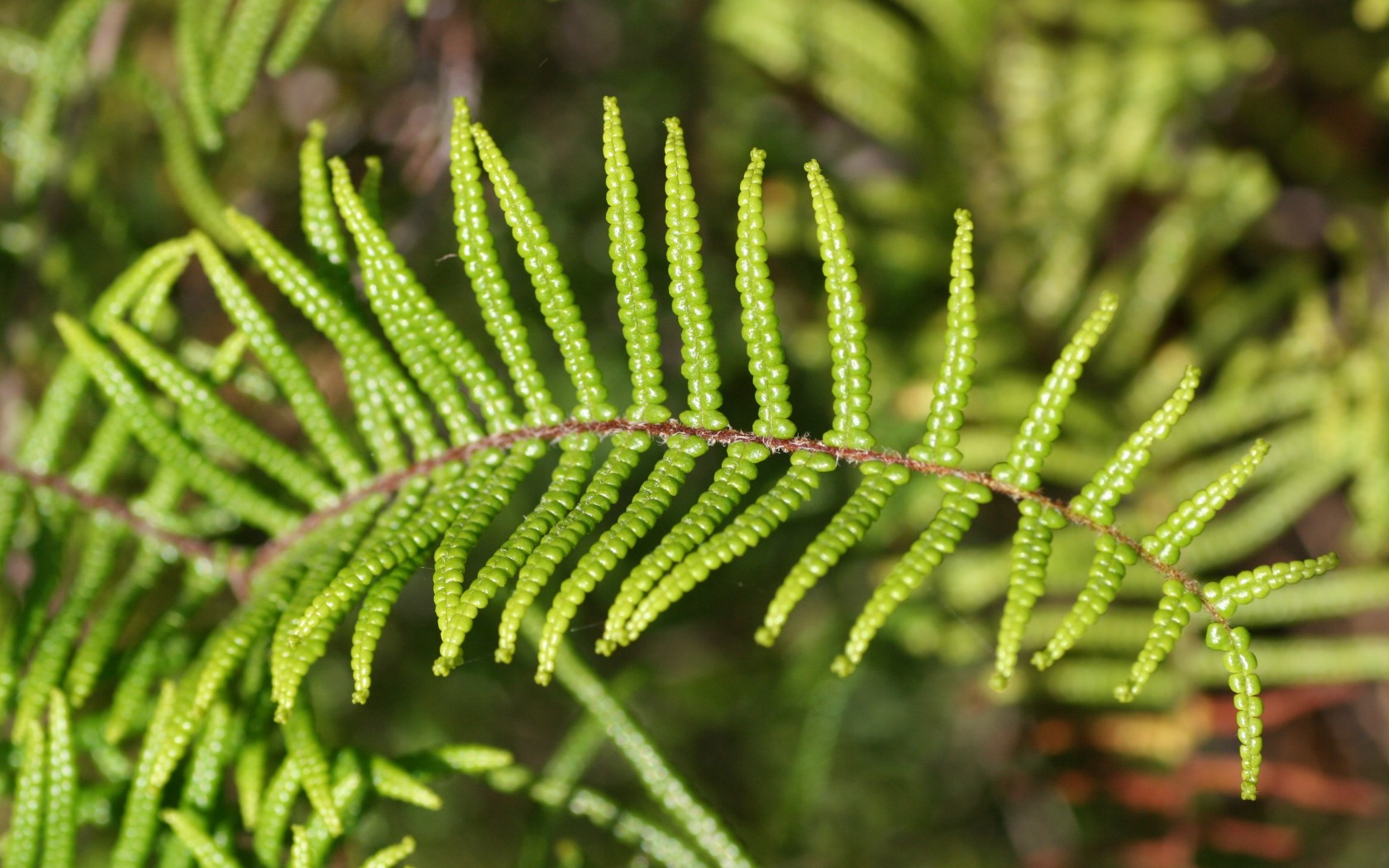 Frond_front